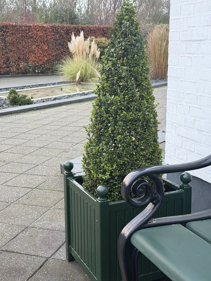 Versailler Pflanzkübel mit Buchsbaum-Pyramide in RAL 6009 tannengrün4 Versailler Pflanzkübel mit Buchsbaum-Pyramide in RAL 6009 tannengrün4