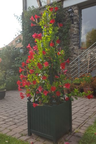 Versailler Pflanzkübel mit Rankpyramide und rot blühender Mandevilla