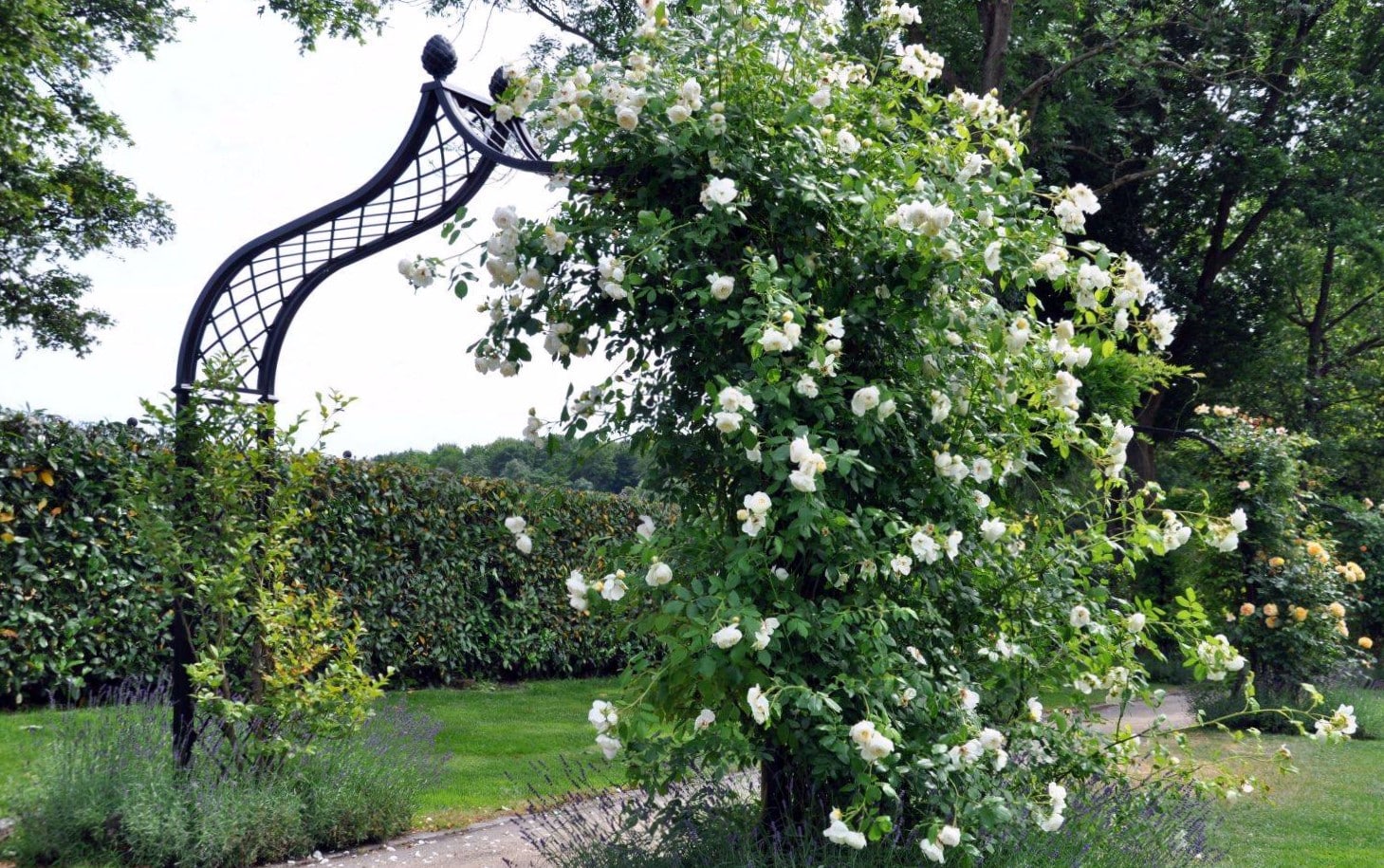 Viktorianischer Rosenbogen Brighton von Classic Garden Elements mit weißer Kletterrose in Kronberg