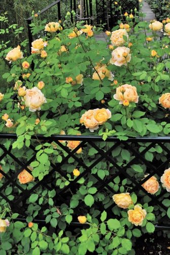 Beeteinfassung 'Zürich' 100 cm von Classic Garden Elements mit Rose 'Golden Celebration' von David Austin