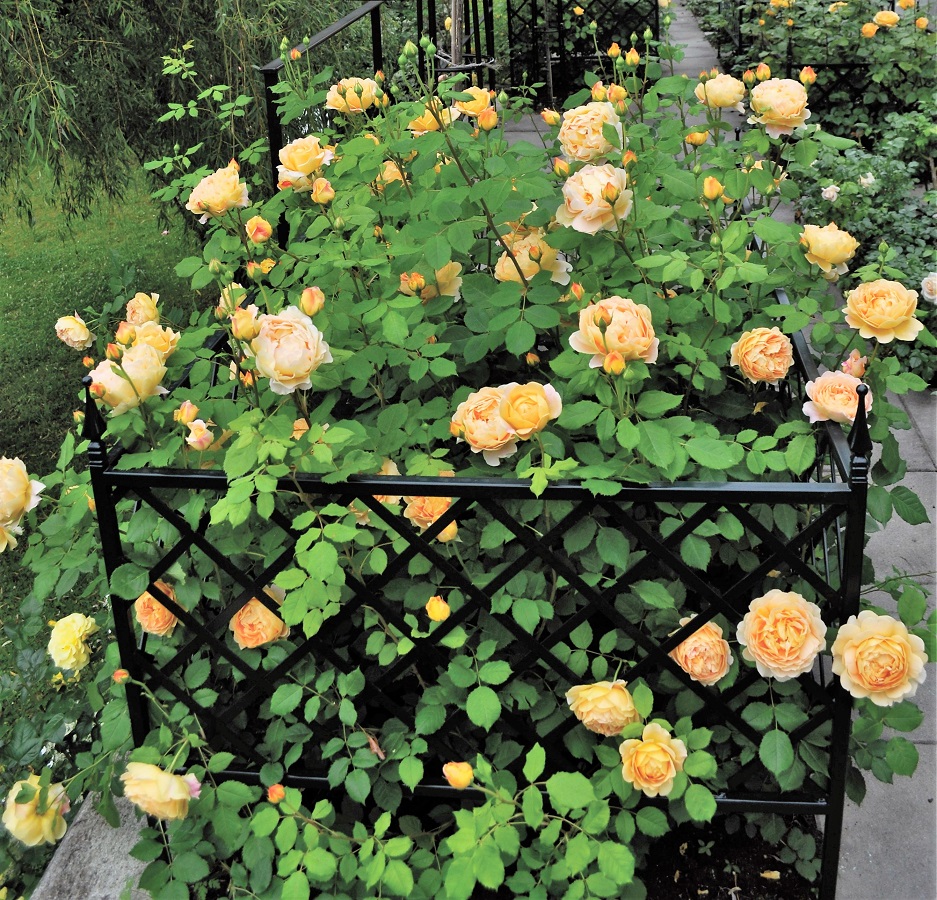 Beeteinfassung 'Zürich' 100 cm von Classic Garden Elements mit Rose 'Golden Celebration' von David Austin