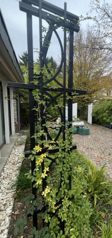 Bostoni võrestik ronitaimega Bostoni võrestik ronitaimega