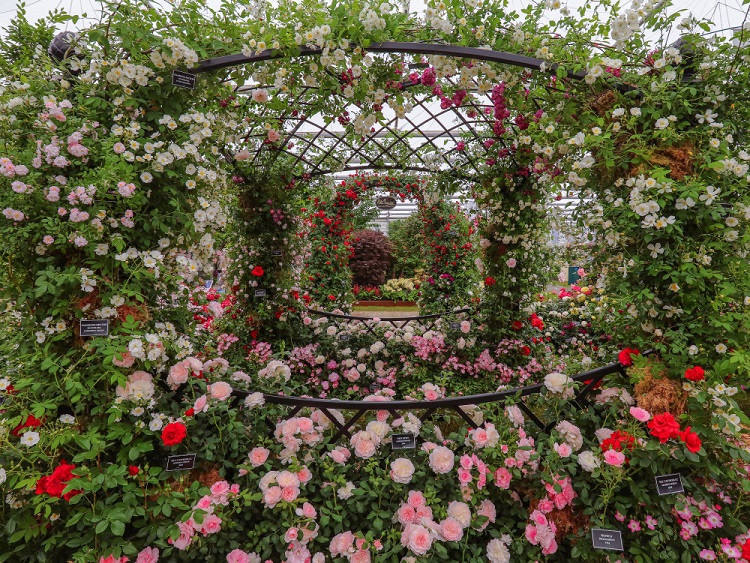 Hochzeitspavillon Buscot Park von Classic Garden Elements auf der Chelsea Flower Show 2018 als Mittelpunkt des Standes von Peter Beales Roses