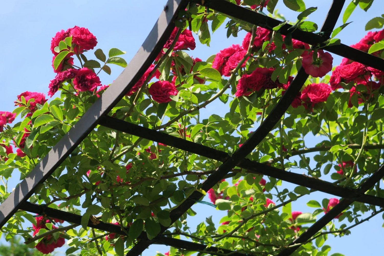 Detail der Viktorianischen Rosenlaube von Classic Garden Elements mit Kletterrose ʹChevy Chaseʹ