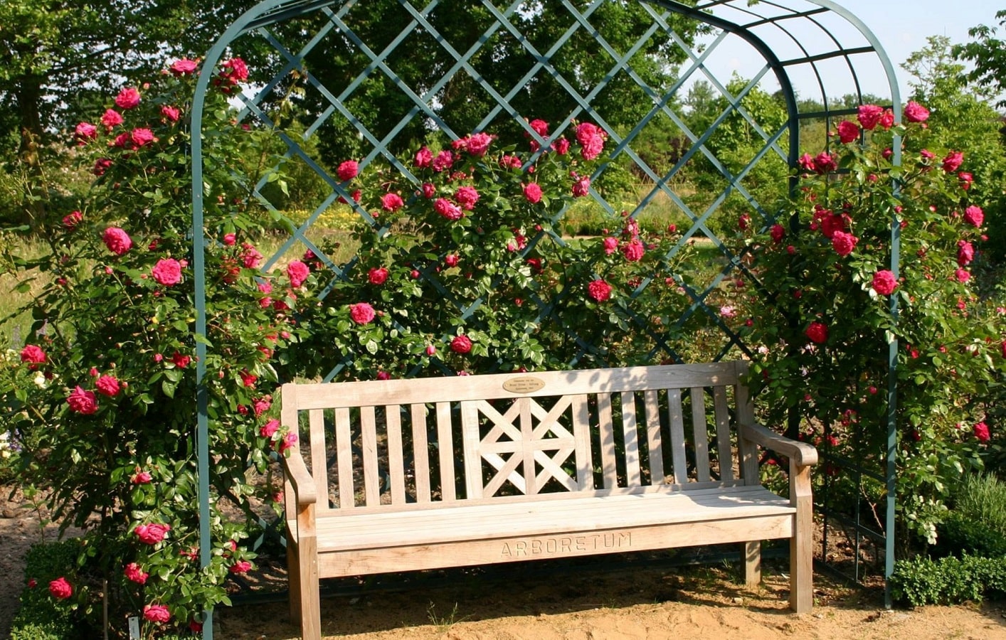 Die Rosenlaube 'Viktoria' von Classic Garden Elements mit drei Kletterrosen 'Laguna' im ersten Jahr nach der Pflanzung im Arboretum Ellerhoop