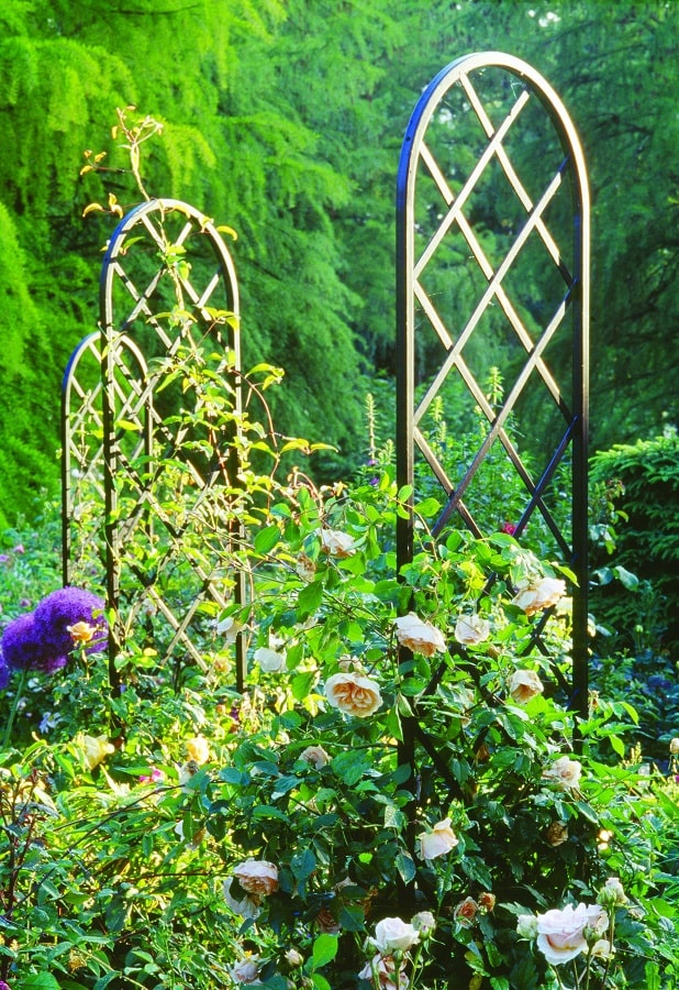 Drei Rankgitter Beekman von Classic Garden Elements mit Englischen Rosen und Clematis