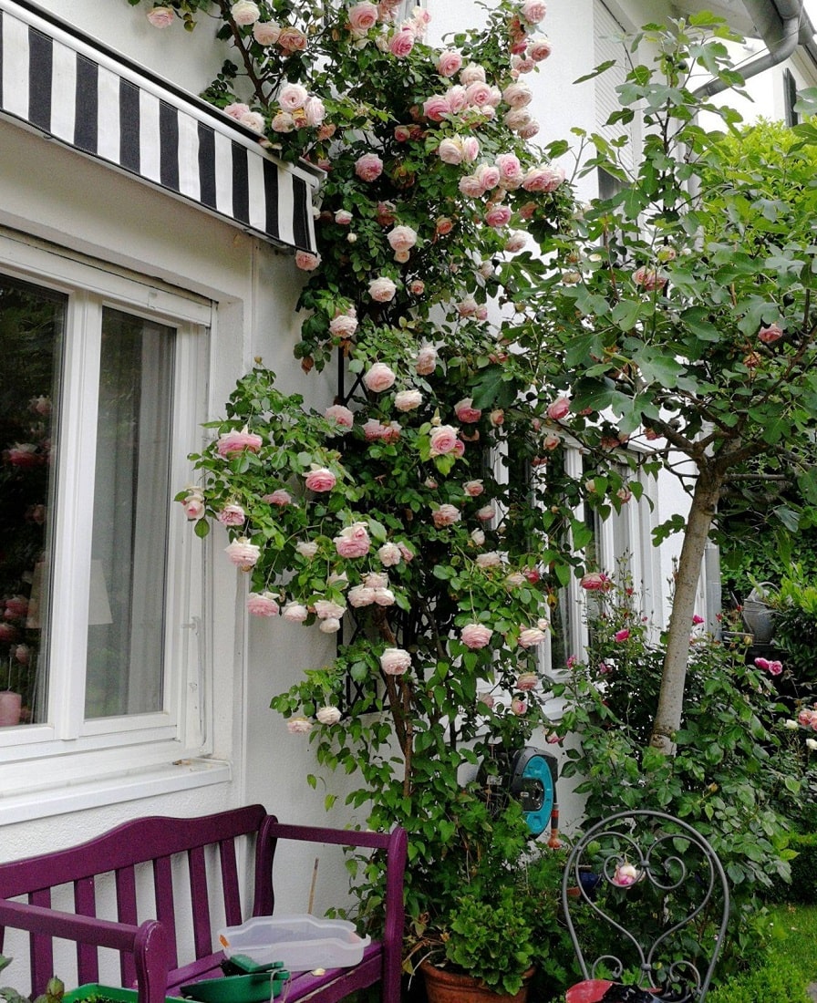 'Eden Rose' rankt am stabilen Klassischen Rosen-Rankgitter von Classic Garden Elements am Haus in Heidelberg