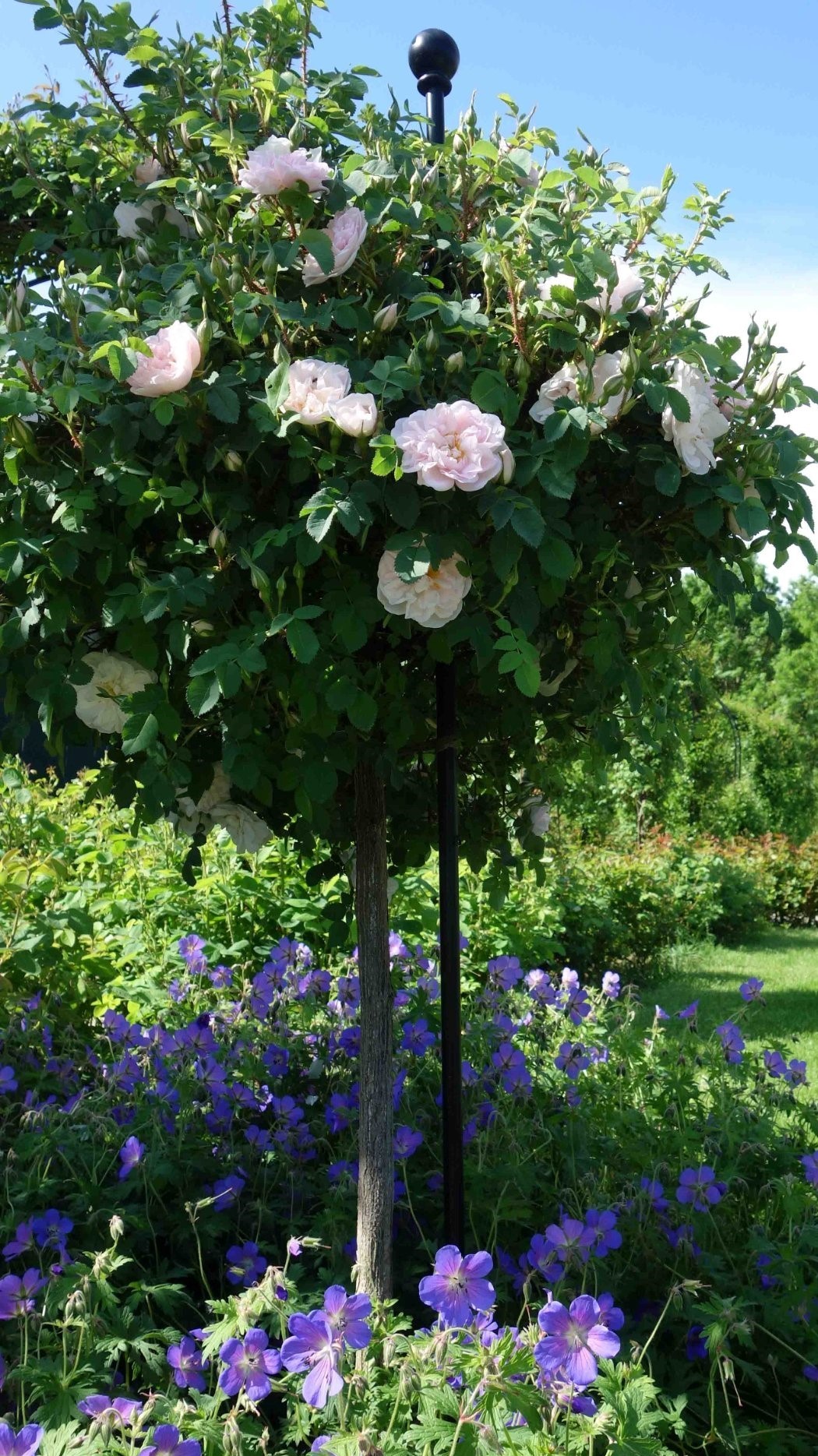 Stammrose 'Stanwell Perpetual' mit Rosenstab von Classic Garden Elements