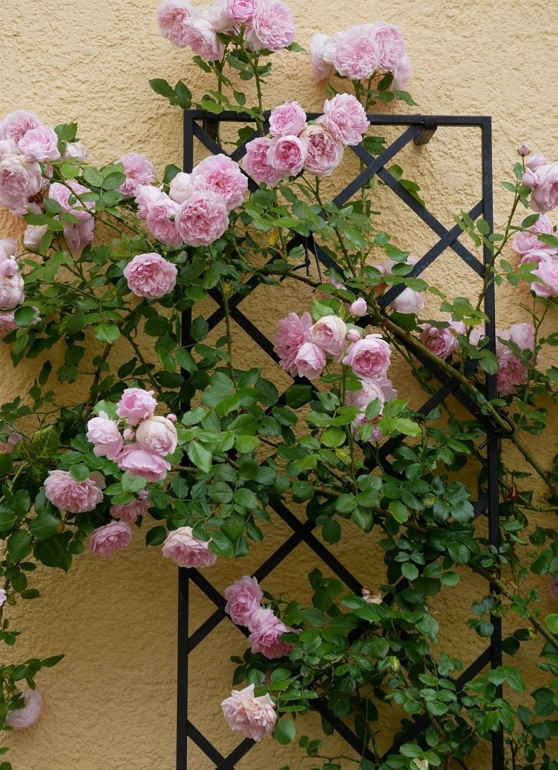 Klassisches Rosen Rankgitter mit 'Sweet Laguna' Hauptbild