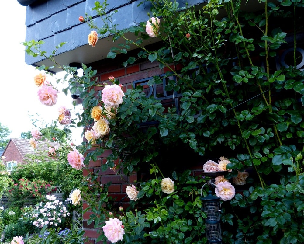 Kletterrose 'Peach Melba' von Kordes mit Rankgitter 'Knebworth House' von Classic Garden Elements-min