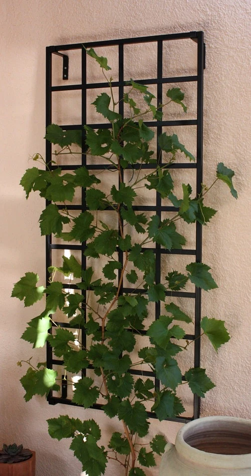 Kleines Rankgitter Bauhaus ~ fr Kletterpflanzen vom Hersteller kaufen