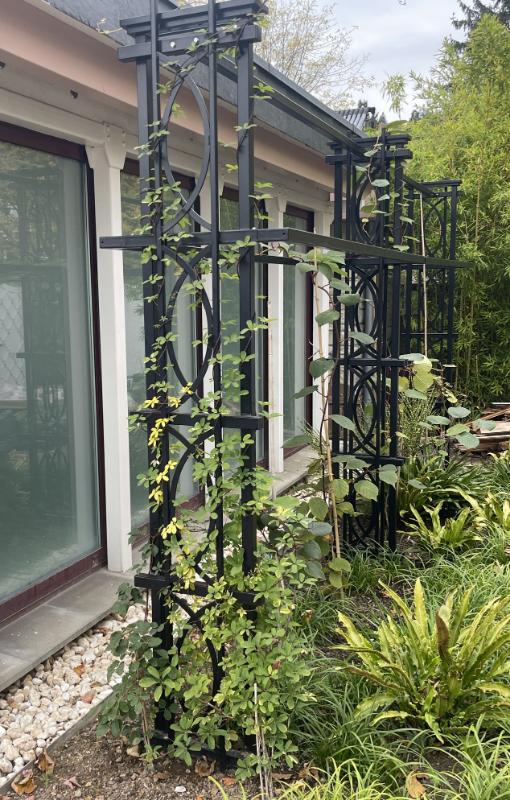 Mitu Bostoni võrestikku kitsas ronitaimede peenras Mitu Bostoni võrestikku kitsas ronitaimede peenras