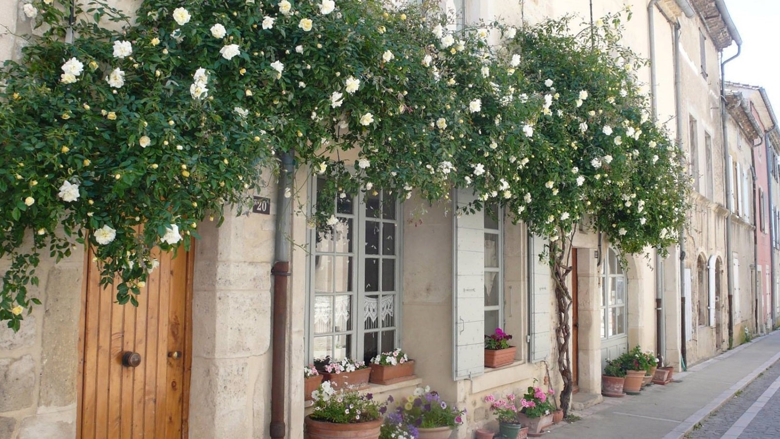 Rambler 'Albéric Barbier' horizontal befestigt zum Schmalen Spalier Bauhaus von Classic Garden Elements in der Provence