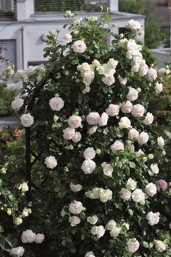 Rankgitter Beekman auf Maß von Classic Garden Elements mit Rose 'Palais Royal' von Meilland