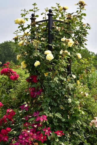 Rankobelisk Rosenstele Eltville von Classic Garden Elements mit Kletterrose und Clematis