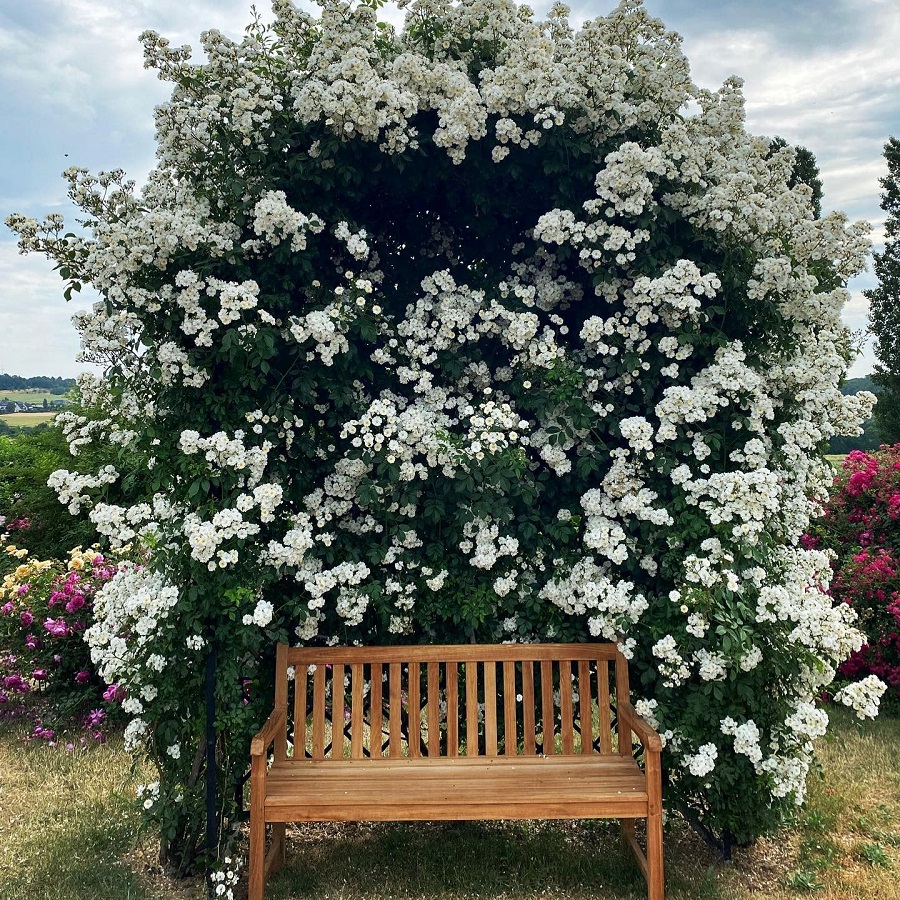 Romanische Rosenlaube 'Villandry' von Classic Garden Elements mit Kletterrose 'Guirlande d'Amour' im RosenPark Dräger