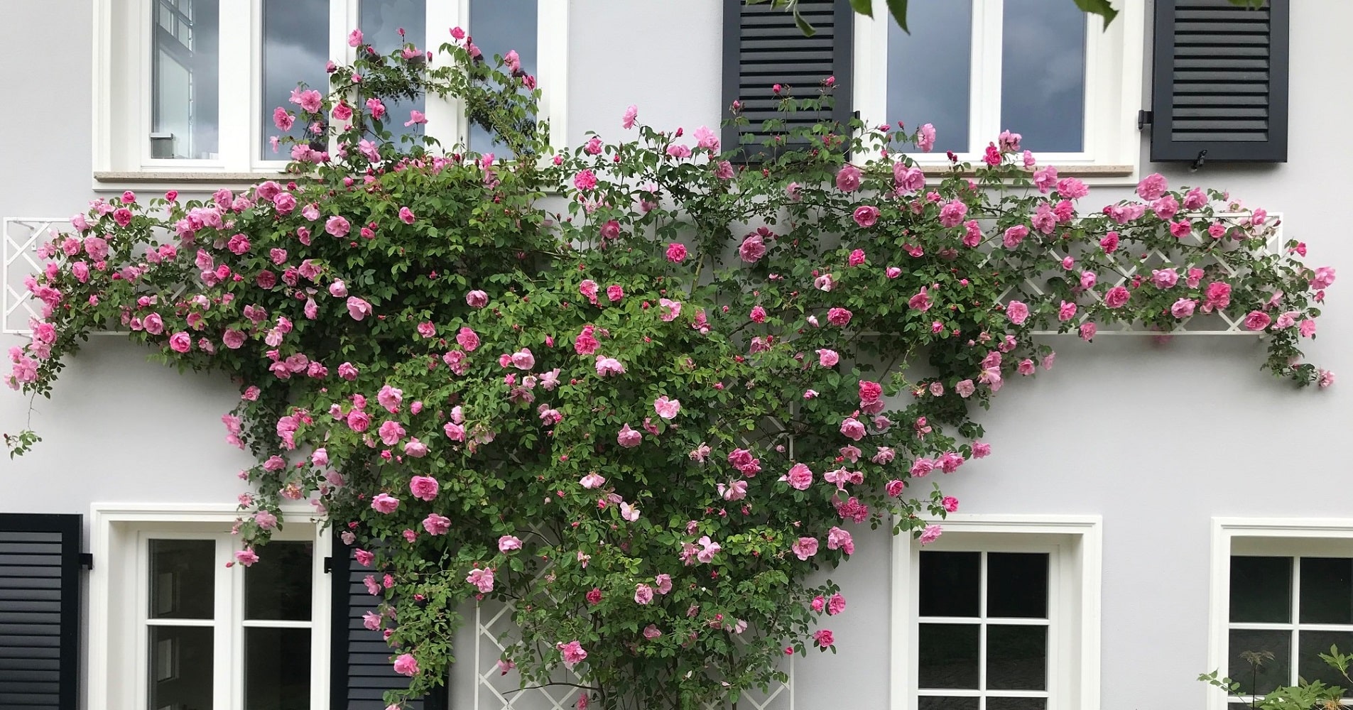 Rosa alpina und Rosa pendulina-Hybride 'Mme Sancy de Parabère' an weissen Klassischen Rankgittern