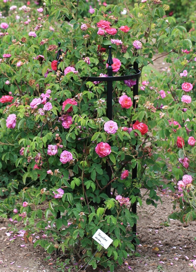 Rose 'Tricolore' mit Rosenstütze Rudolf Geschwind von Classic Garden Elements