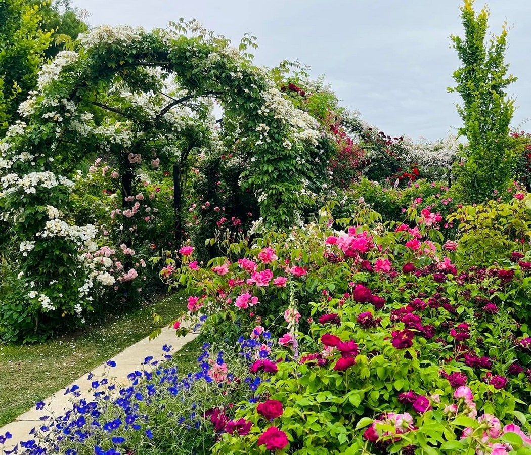 Rosengarten von Peter Beales Roses mit Laubengang St Albans von Classic Garden Elements
