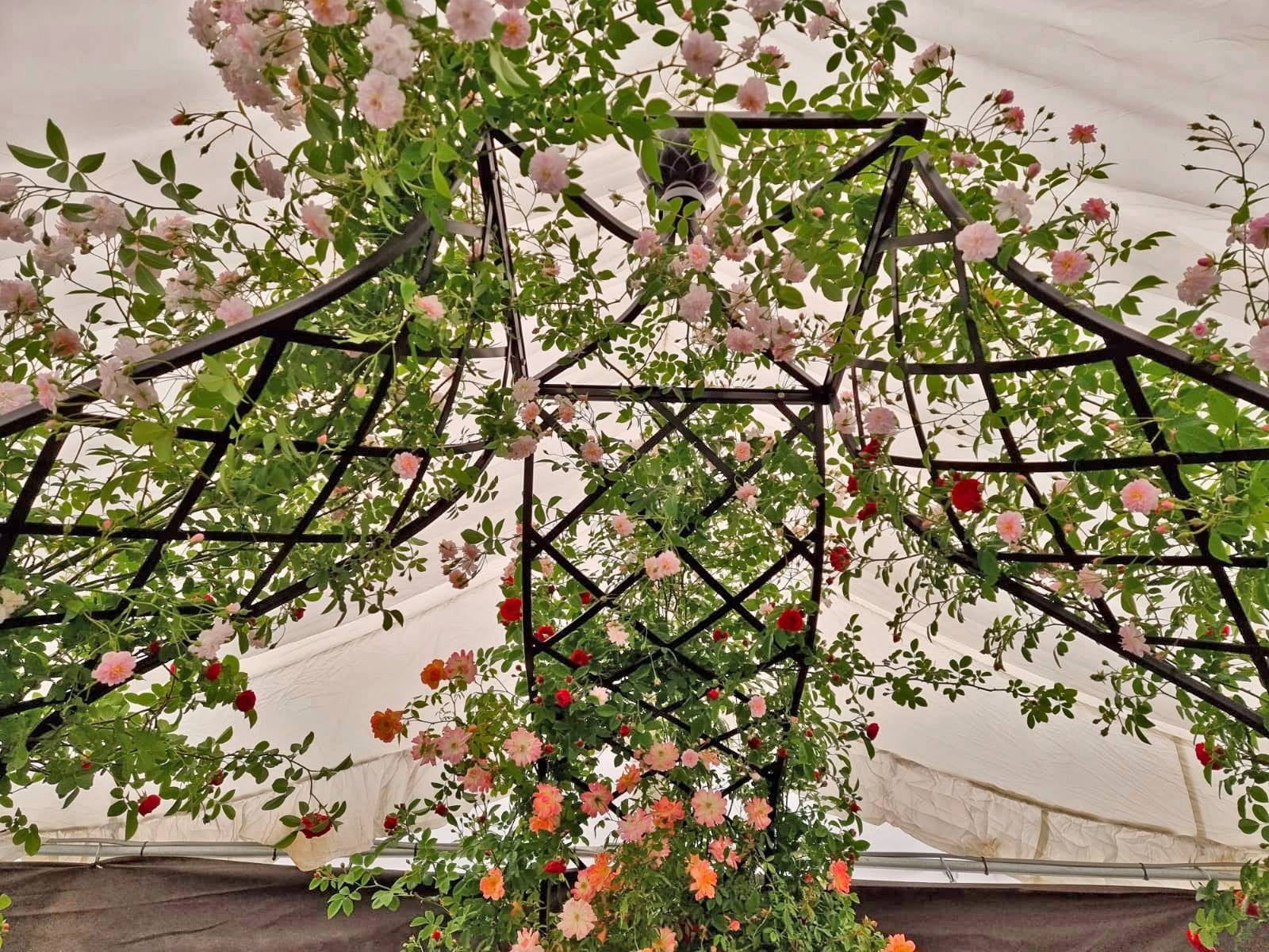 Rosenpavillon Kiftsgate auf der Chelsea Flower Show bei Peter Beales Roses