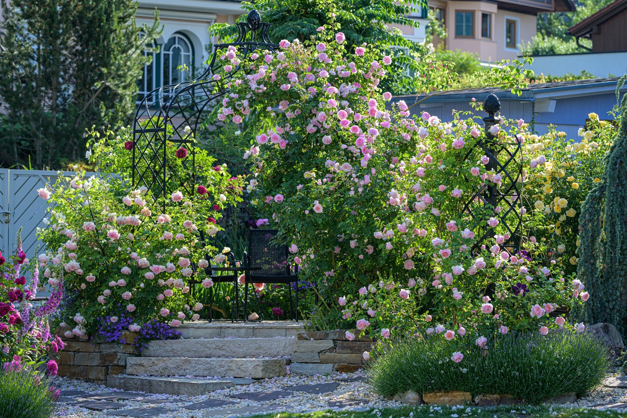 Rosenpavillon Kiftsgate und Rosensäule Charleston von Classic Garden Elements mit Englischen Rosen von David Austin