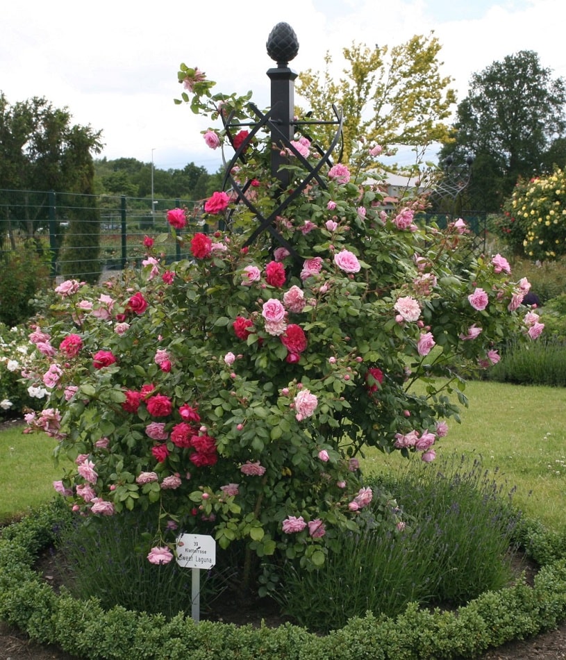 Rosenrondell im Kordes Garten mit Rosensäule Charleston von Classic Garden Elements und Keletterrosen 'Laguna und 'Sweet Laguna'