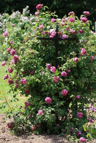 Runde Rosenstütze aus Metall Rudolf Geschwind mit Historischen Rose im Rosenpark Reinhausen