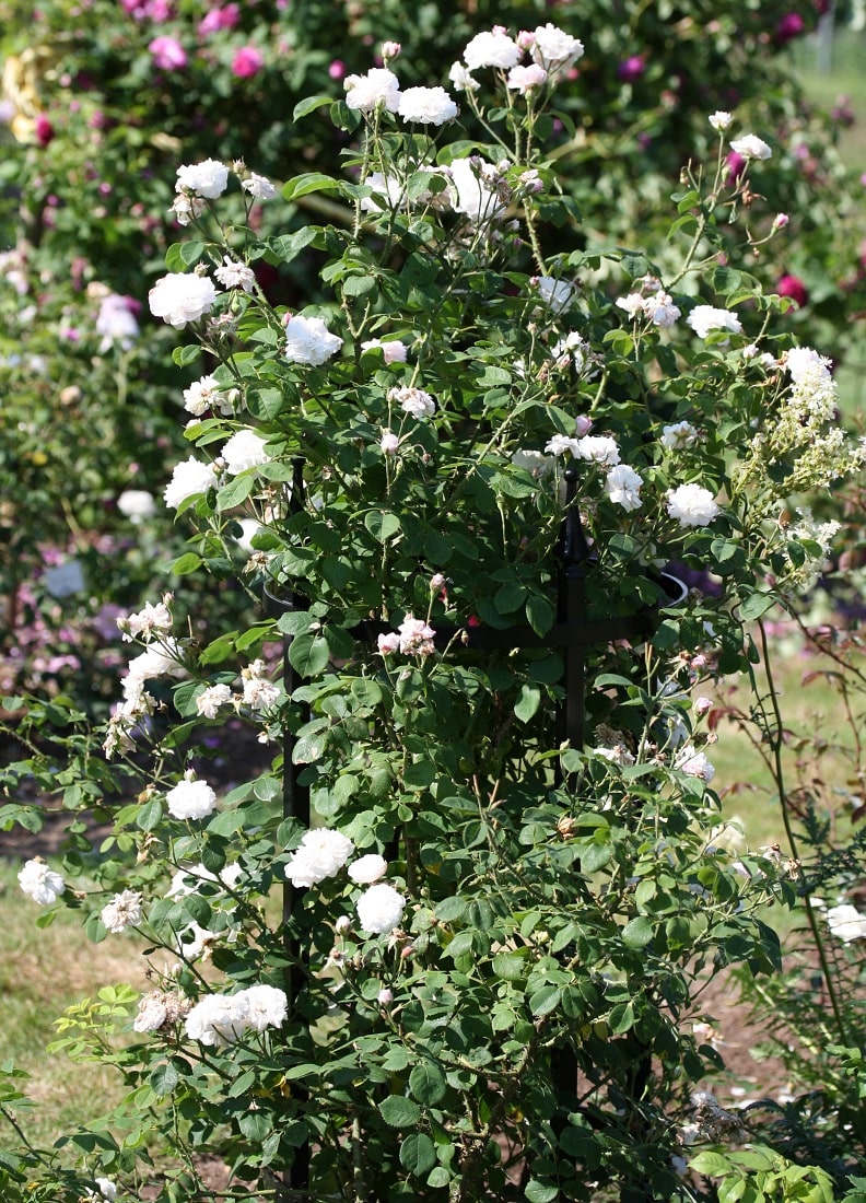 Rosenstütze Rudolf Geschwind von Classic Garden Elements als ideale Stüzhilfe für ausladend wachsende alte Rosen