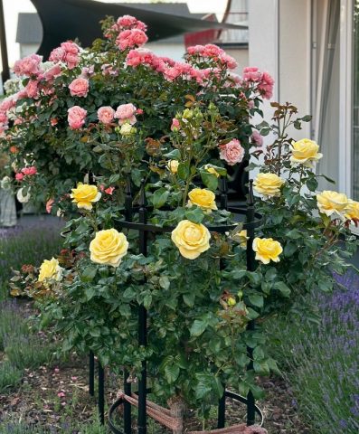 Rosenstütze 'Rudolf Geschwind' von Classic Garden Elements mit gelbblühender Stammrose Rosenstütze 'Rudolf Geschwind' von Classic Garden Elements mit gelbblühender Stammrose