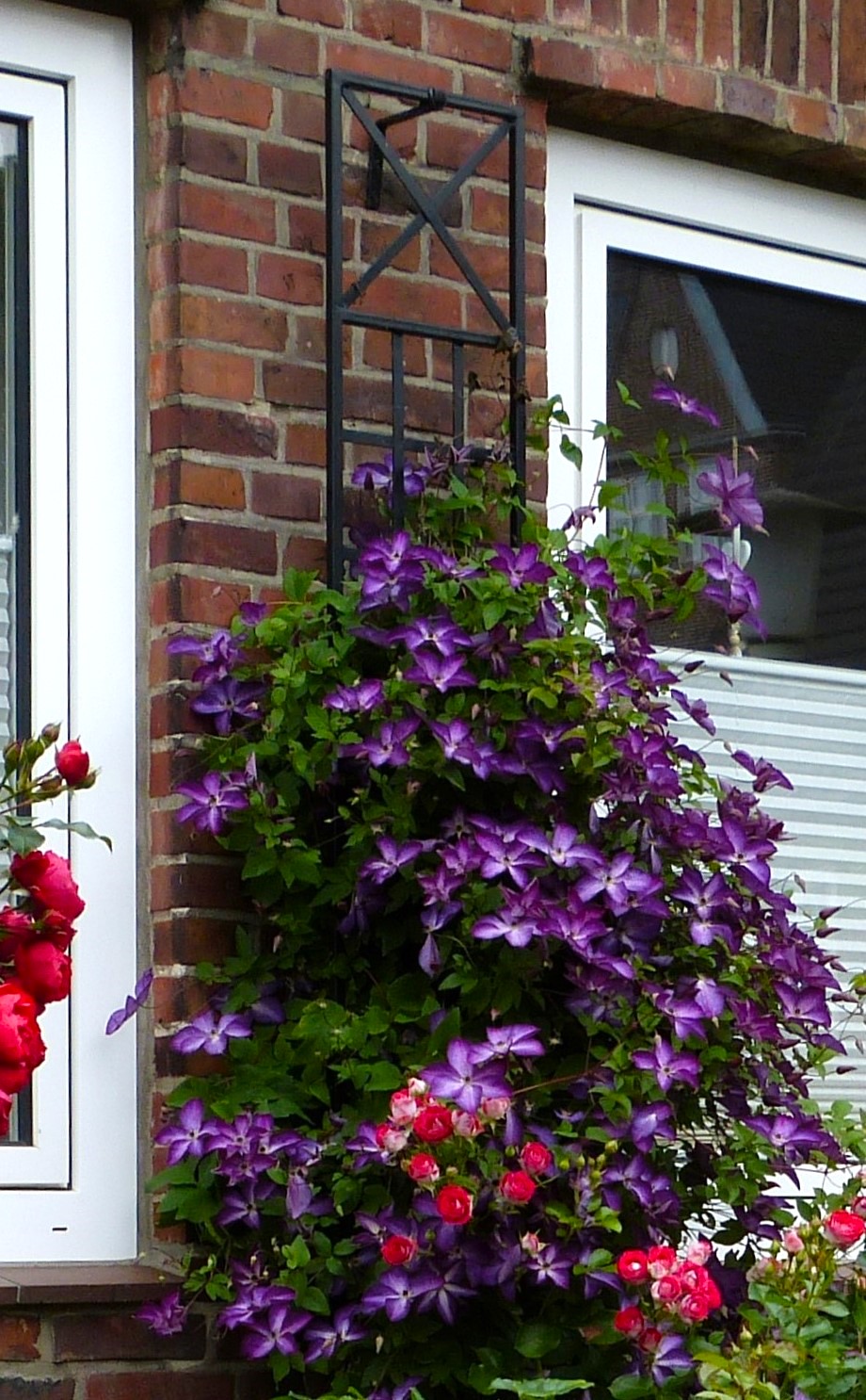 Schmales Spalier von Classic Garden Elements mit Clematis Venosa Violacea zwischen zwei Fenstern2