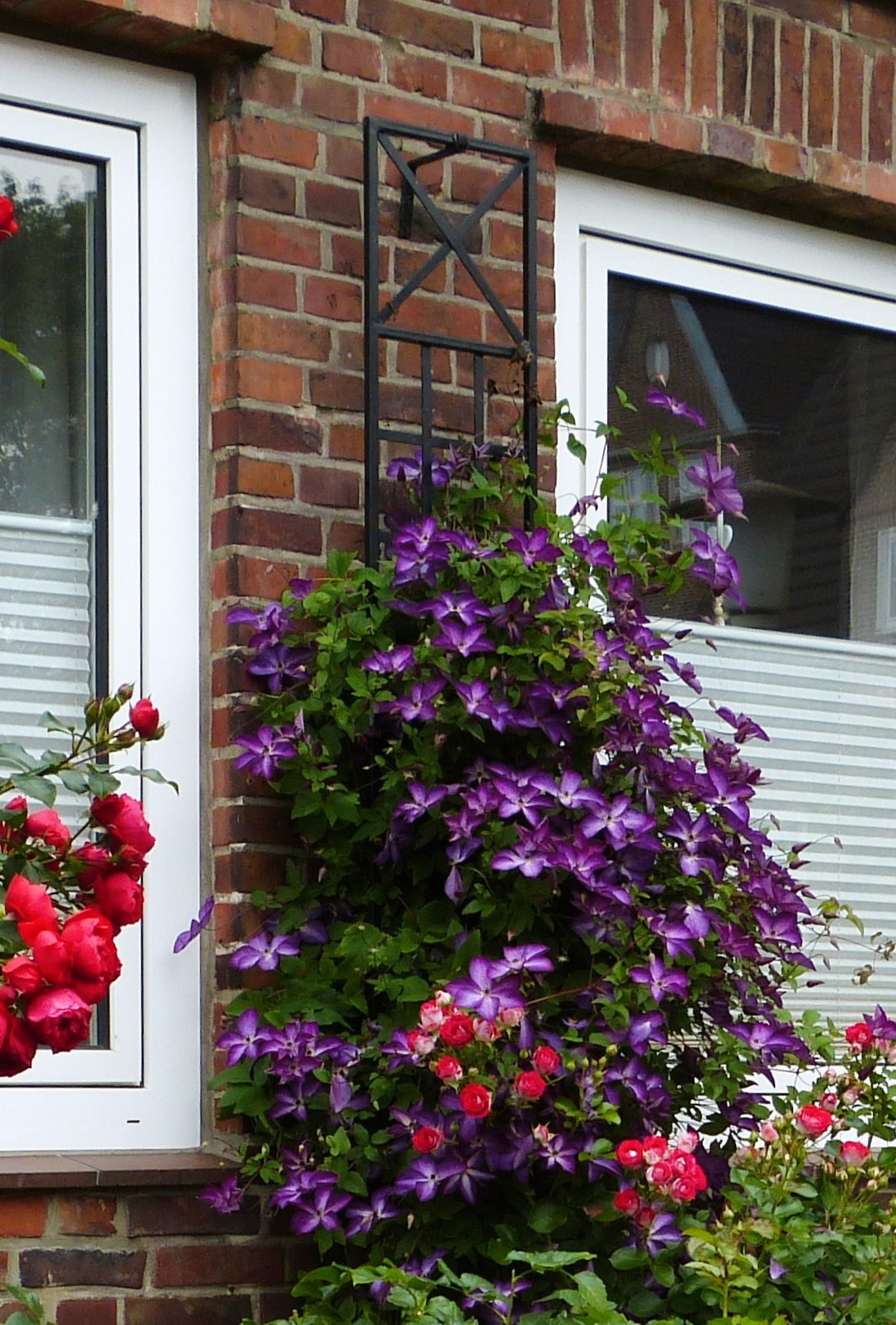 Schmales Spalier von Classic-Garden Elements mit Clematis zwischen zwei Fenstern