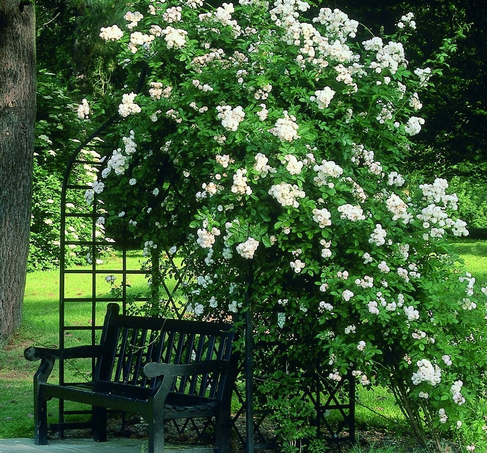 Viktorianische Laube von Classic Garden Elements mit Rosa multiflora-Hybride ʹGruss an Zabernʹ im Westfalenpark Dortrmund