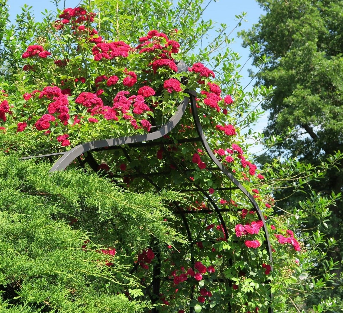 Viktorianische Rosenlaube von Classic Garden Elements mit Rambler 'Chevy Chase' im Europa-Rosarium Sangerhausen