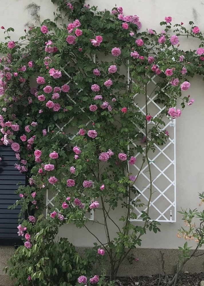 Zwei weiße Klassische Metall Rankgitter an der Fassade bewachsen mit rosa Rosen