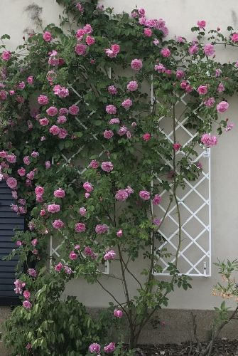 Zwei weiße Metall Rankgitter an Fassade bewachsen mit rosa Rosen