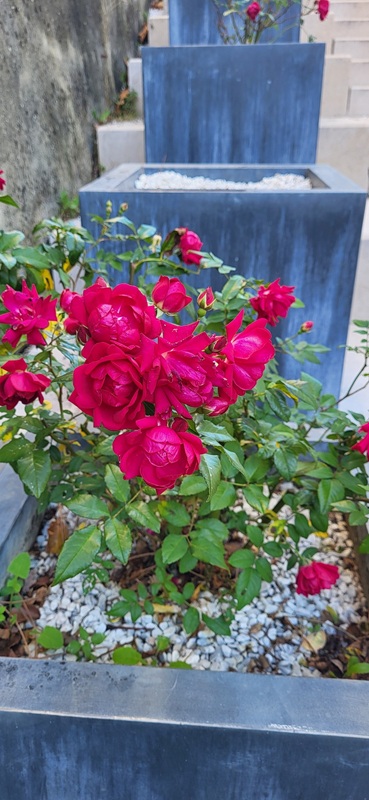 Mehrere Qube Pflanzkübel auf der Treppe in Grignan, Südfrankreich Mehrere Qube Pflanzkübel auf der Treppe in Grignan, Südfrankreich