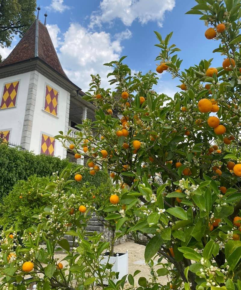 Orangerieparterre Schloss Waldegg mit Versailler Kübeln von Classic Garden Elements
