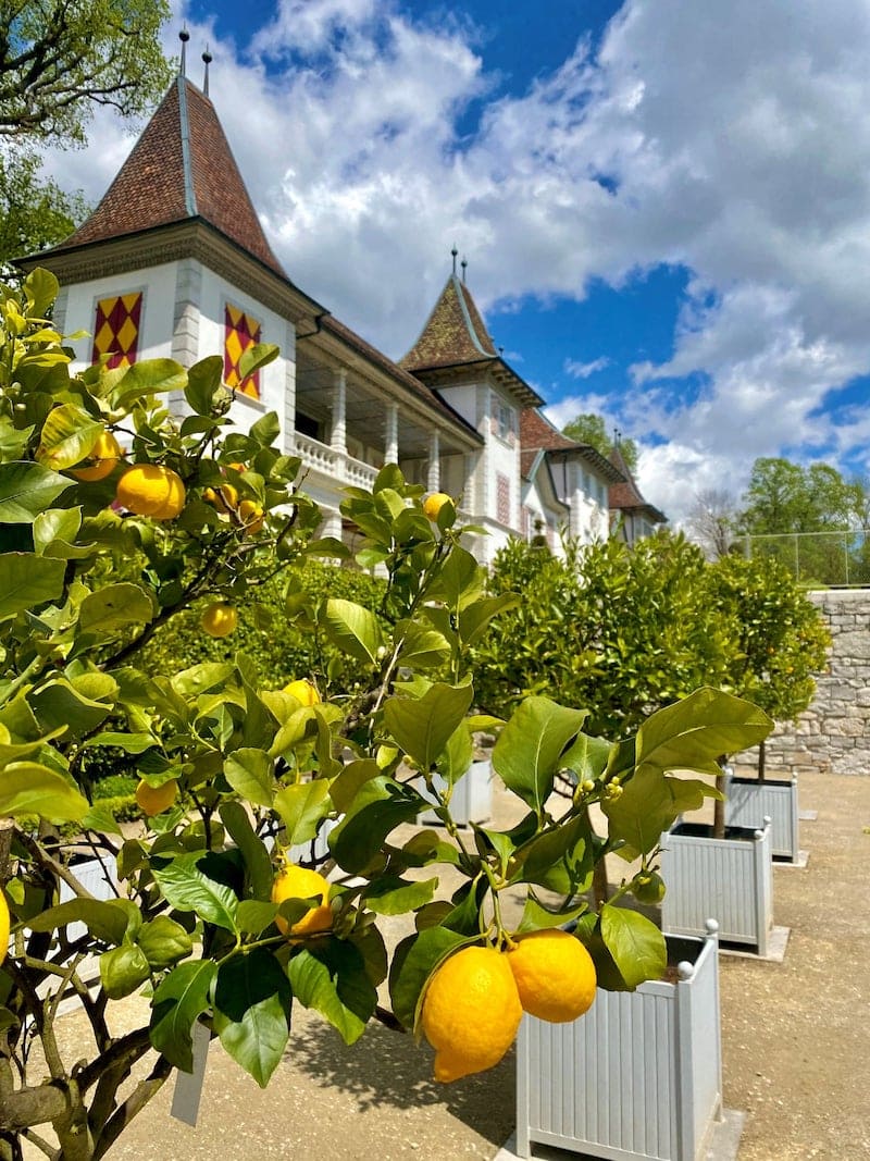 Orangerieparterre Schloss Waldegg mit Versailler Kübeln von Classic Garden Elements3
