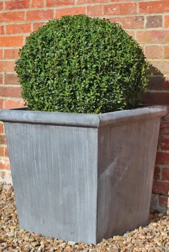 Pflanzkübel Classic Park Version mit Buchskugel