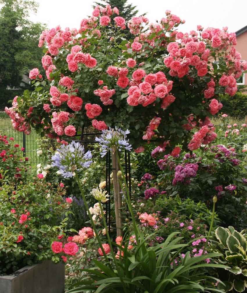 Kaskadenrose 'Rosarium Uetersen' mit Rosenschirm 'Giverny' von Classic Garden Elements