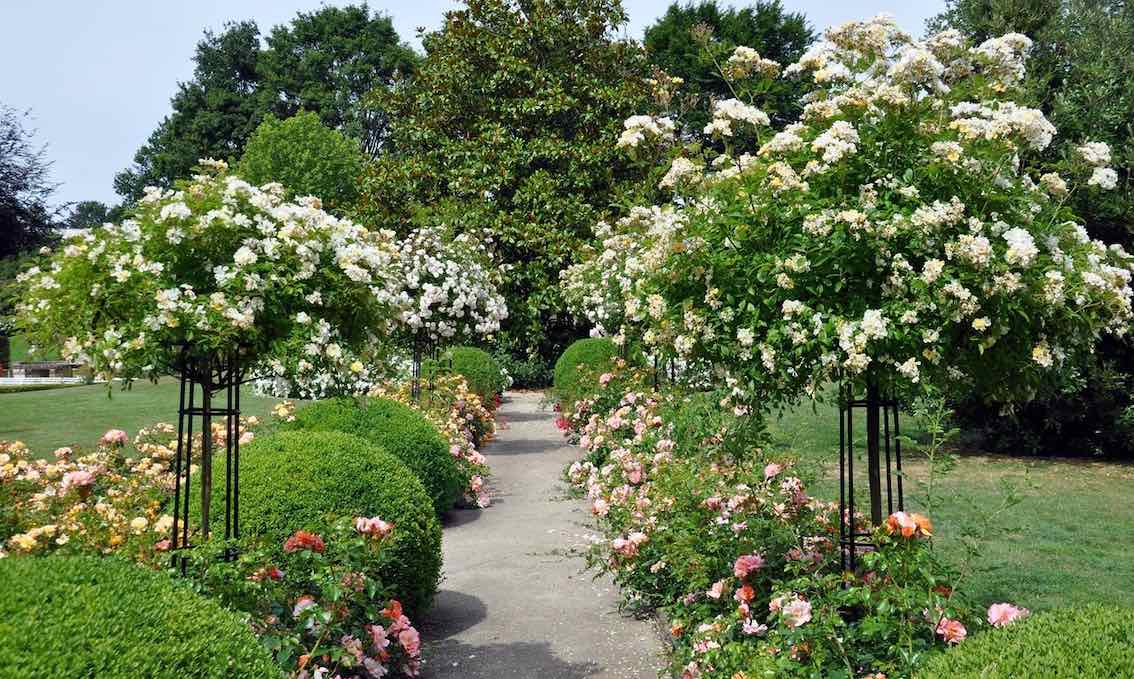 Rosenschirme 'Giverny' von Classic Garden Elements mit Kaskadenstammrosen 'Goldfinch'