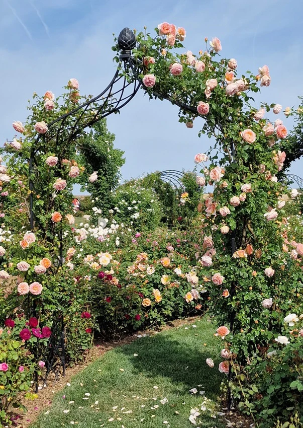 金属製のバラのアーチ Kiftsgate – クラシックなビクトリア朝の