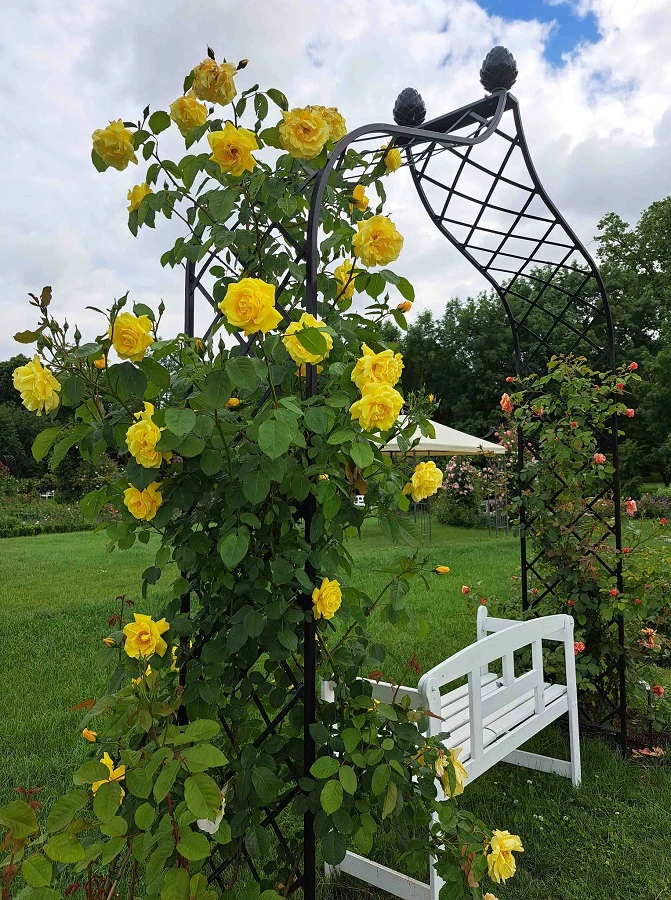 金属製のバラのアーチ Kiftsgate – クラシックなビクトリア朝の