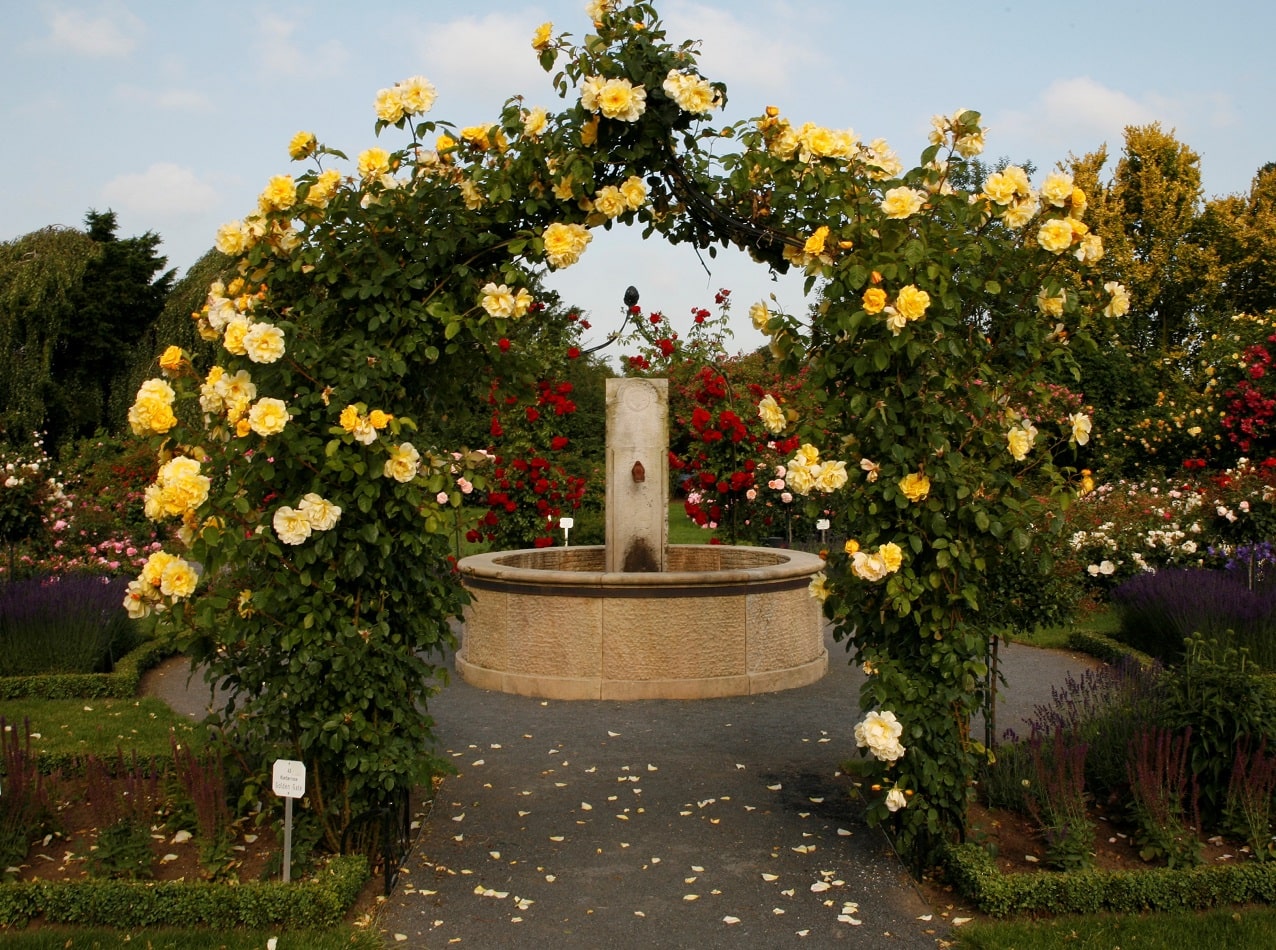 Rosengarten von Kordes mit Brunnen und Rosenbogen Kiftsgate von Classic Garden Elements mit Kletterrose 'Golden Gate'