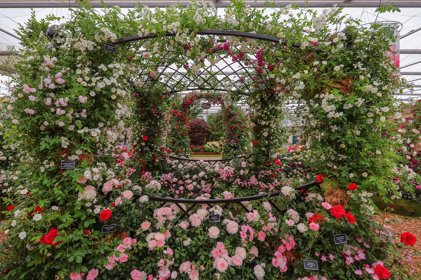 Rosenpavillon 'Buscot Park' von Classic Garden Elements auf der Chelsea Flower Show Stand von Peter Beales Roses
