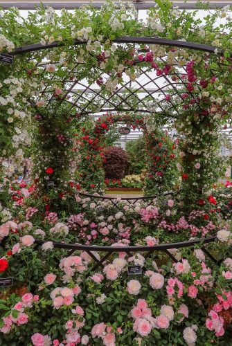 Rosenpavillon Buscot Park von Classic Garden Elements auf der Chelsea Flower Show Stand von Peter Beales Roses