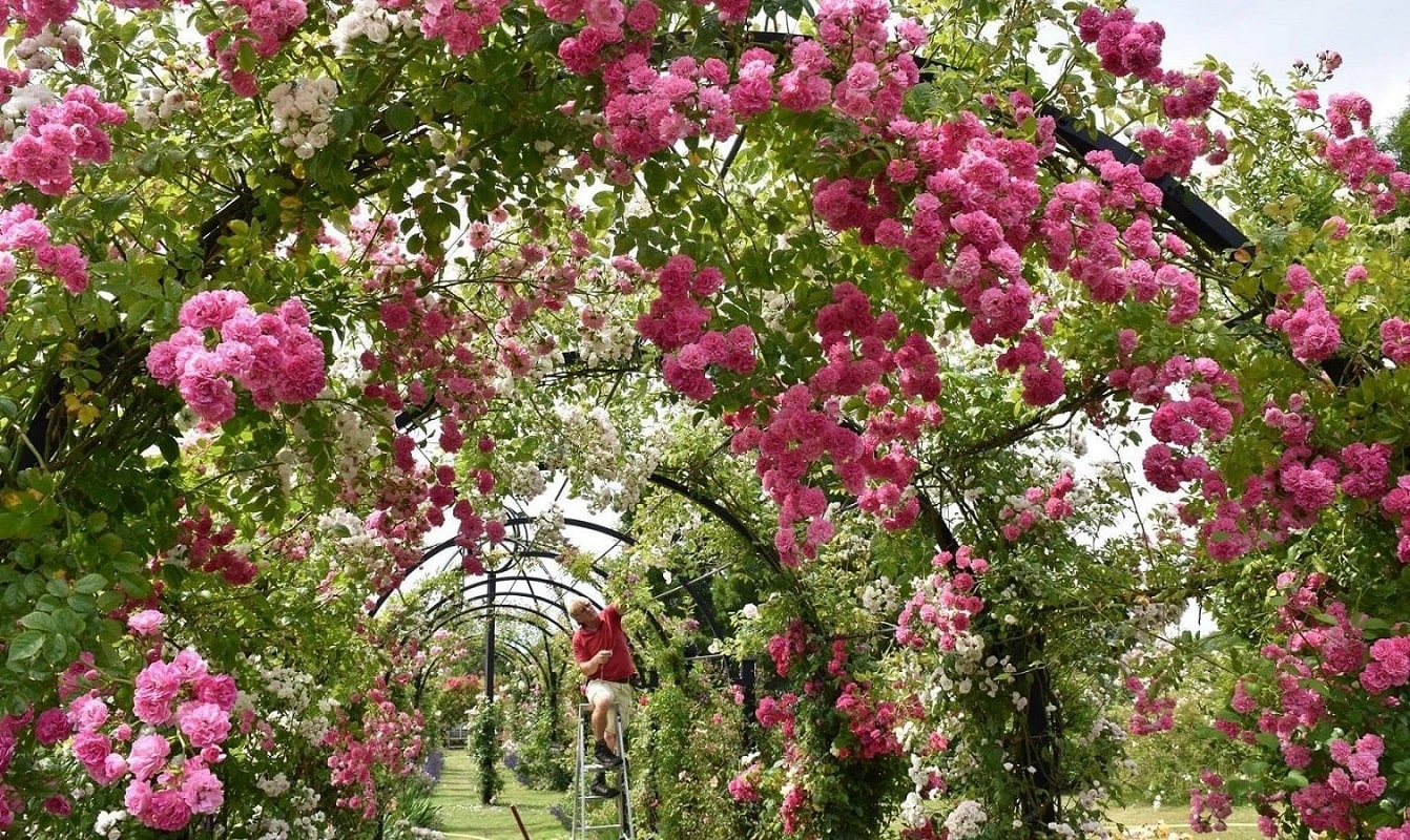 Aufbinden von Ramblerrosen am Laubengang St. Albans von Classic Garden Elements bei Peter Bealers Roses in Norfolk