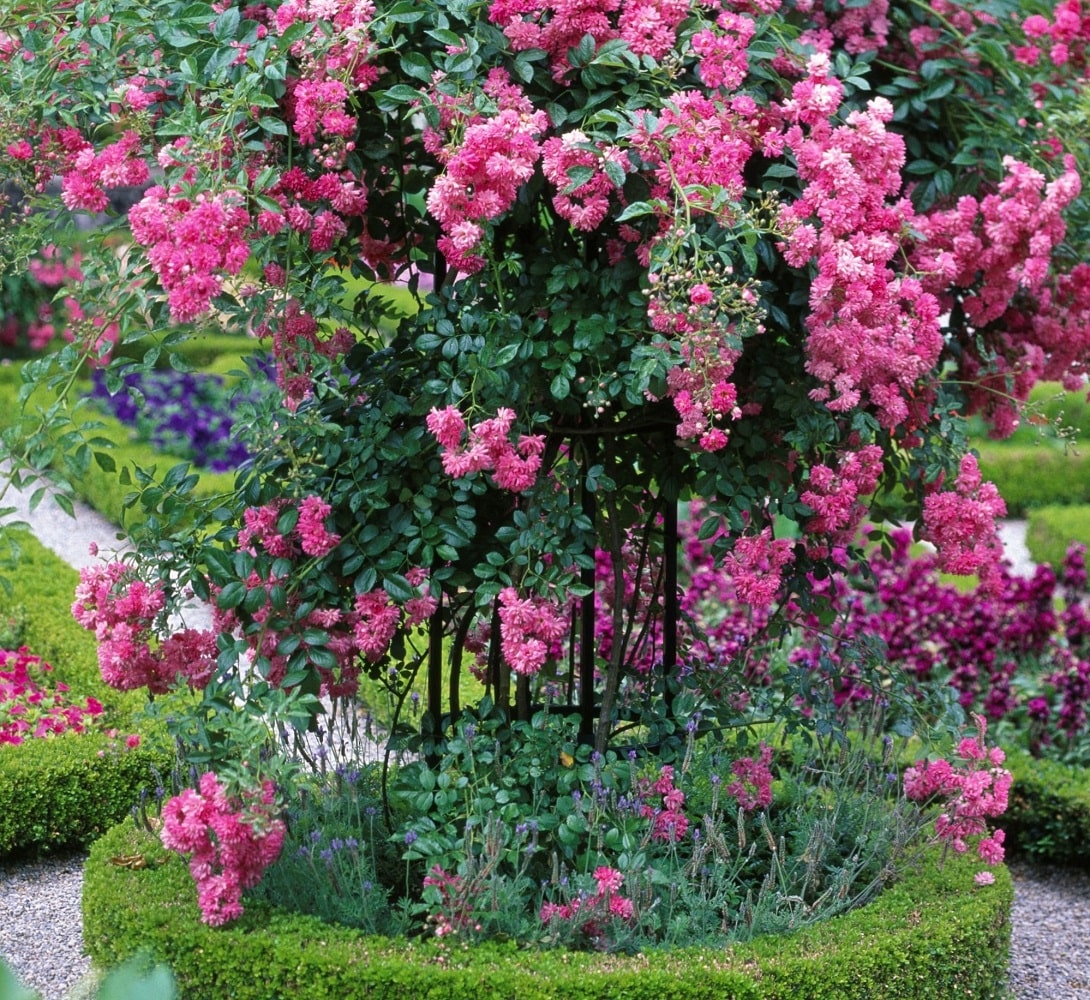 Detail der Pflanzenenstütze Jean Vibert von Classic Garden Elements mit Rambler 'Super Dorothy' im formal gestalteten Garten in Weihenstephan