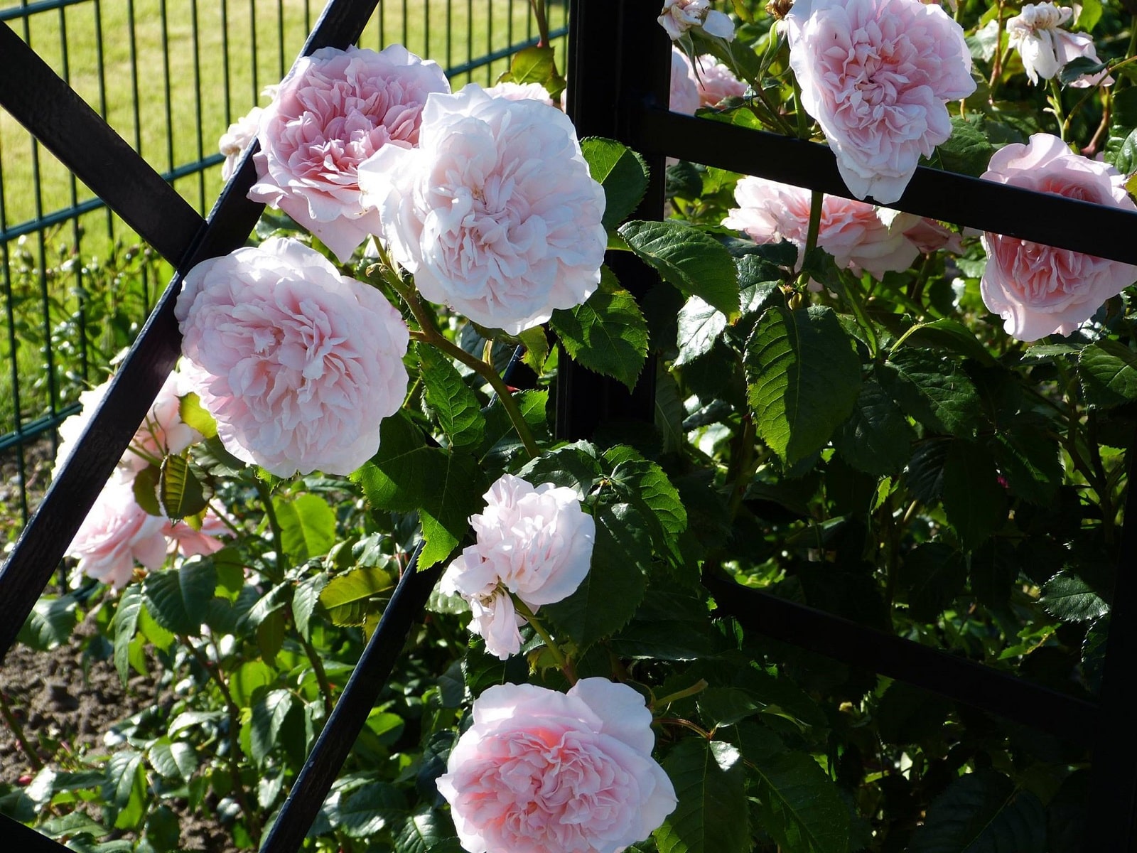 Detail mit Stahlbänder der Viktorianischen Rosenlaube von Classic Garden Elements
