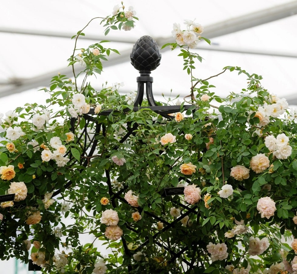 Detail von Rosenpavillon Kiftsgate von Classic Garden Elements auf der Chelsea Flower Show in London